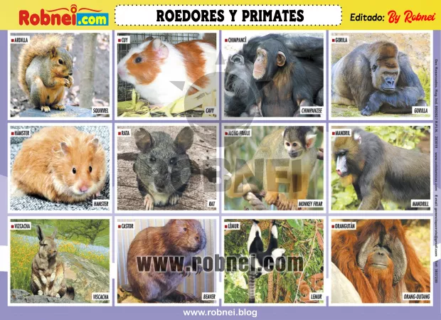 Roedores Y Primates